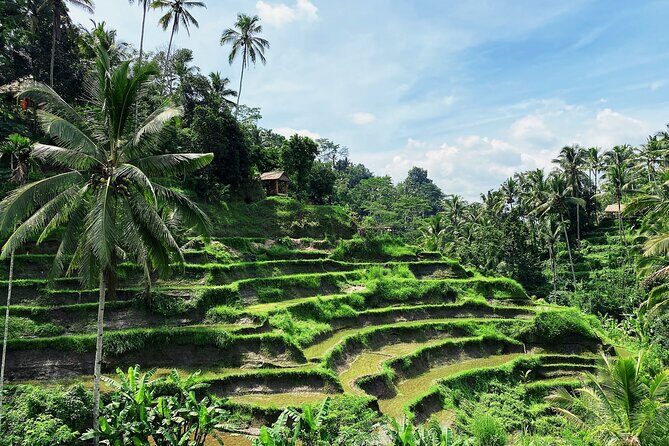 Ubud Experience | Full Day Private Tour in Ubud | FREE WIFI - Monkey Forest Sanctuary: shaded trees, temples, and monkeys