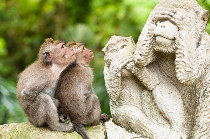 Ubud Full Day Tour Waterfall Monkey Forest Rice Terrace - Key highlights at a glance
