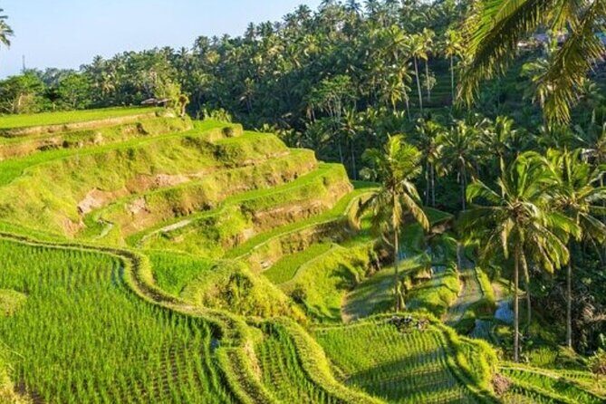 Ubud Full Day Tour Waterfall Monkey Forest Rice Terrace - The Driver Makes or Breaks the Day: English Guidance You Can Feel