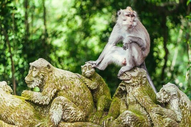 Ubud Full Day Tour Waterfall Monkey Forest Rice Terrace - Timing, Meals, and What to Expect Between Stops