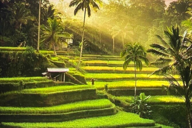 Ubud Highlight Rice Terrace,Waterfall,Temple and Art village - Key Highlights You’ll Feel During the Day