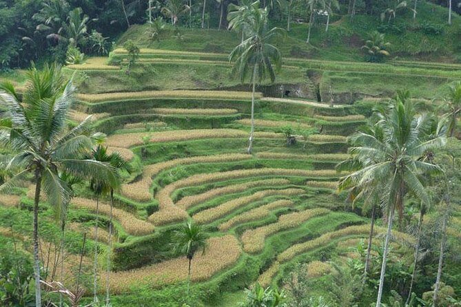 Ubud Kintamani Tour - Price and What’s Actually Included in Your $60 Day