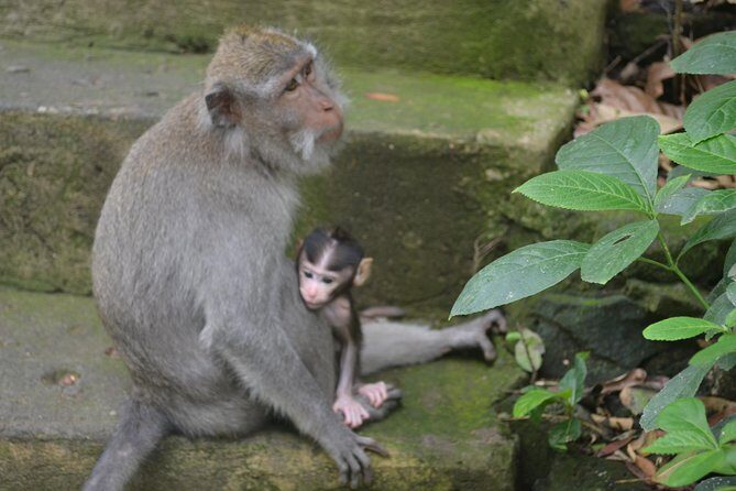 Ubud Private Tour : Choice Your Own Trip - Why This Ubud Private Tour Feels Like Control, Not a Schedule