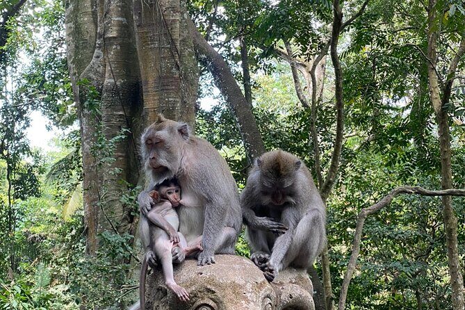 Ubud Private Tour: Monkey Forest, Rice Terrace, Temple, Waterfall - Pickup and the long-but-necessary drive from your beach area