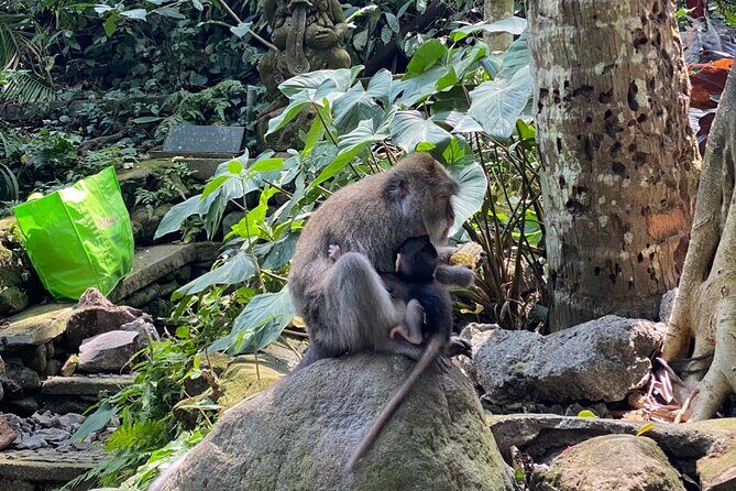 Ubud Private Tour: Monkey Forest, Rice Terrace, Temple, Waterfall - Stop 2: Tegallalang Rice Terraces (the iconic curved valley view)