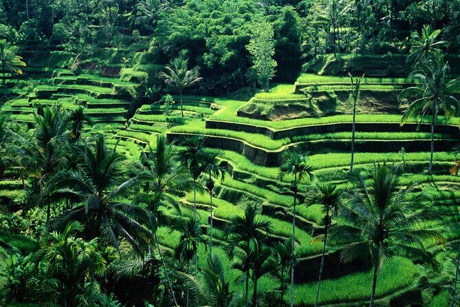 Ubud Private Tour : Ubud Temple and Authentic of Ubud - Sacred Monkey Forest Sanctuary: close-up macaques with a cultural purpose