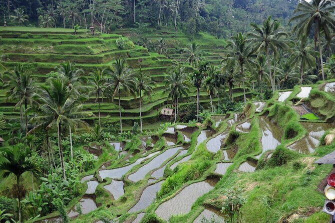 Ubud private tours - Price and what’s actually included in your $40 day
